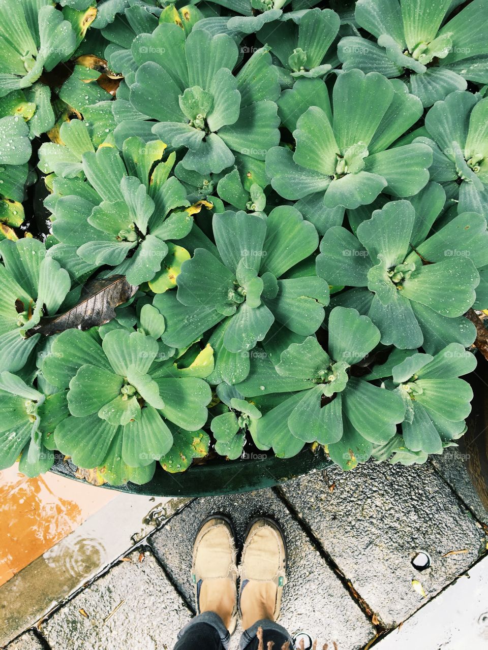At Wat Phrakaew, Chiangrai, Thailand