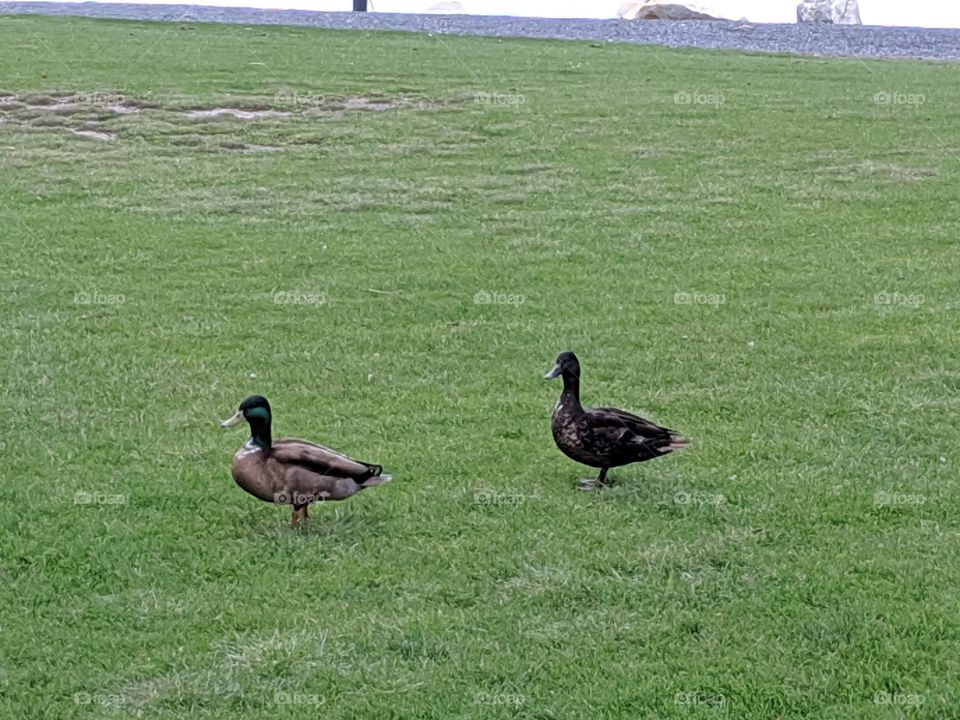 A Mallard and his Wife Duck- at  Oquirrh Lake Park in South Jordan, Utah. Daybreak.