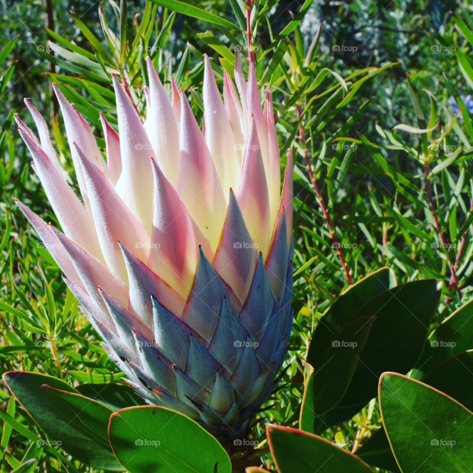 A mesmerizing and beautiful protea flower blooming in spring.