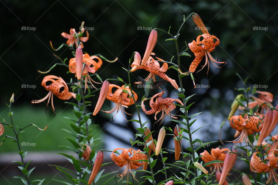 hummingbird amongst lilies