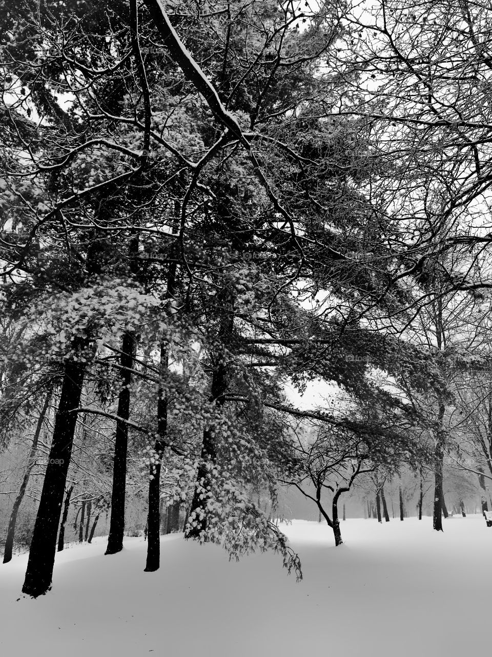 Pines in winter