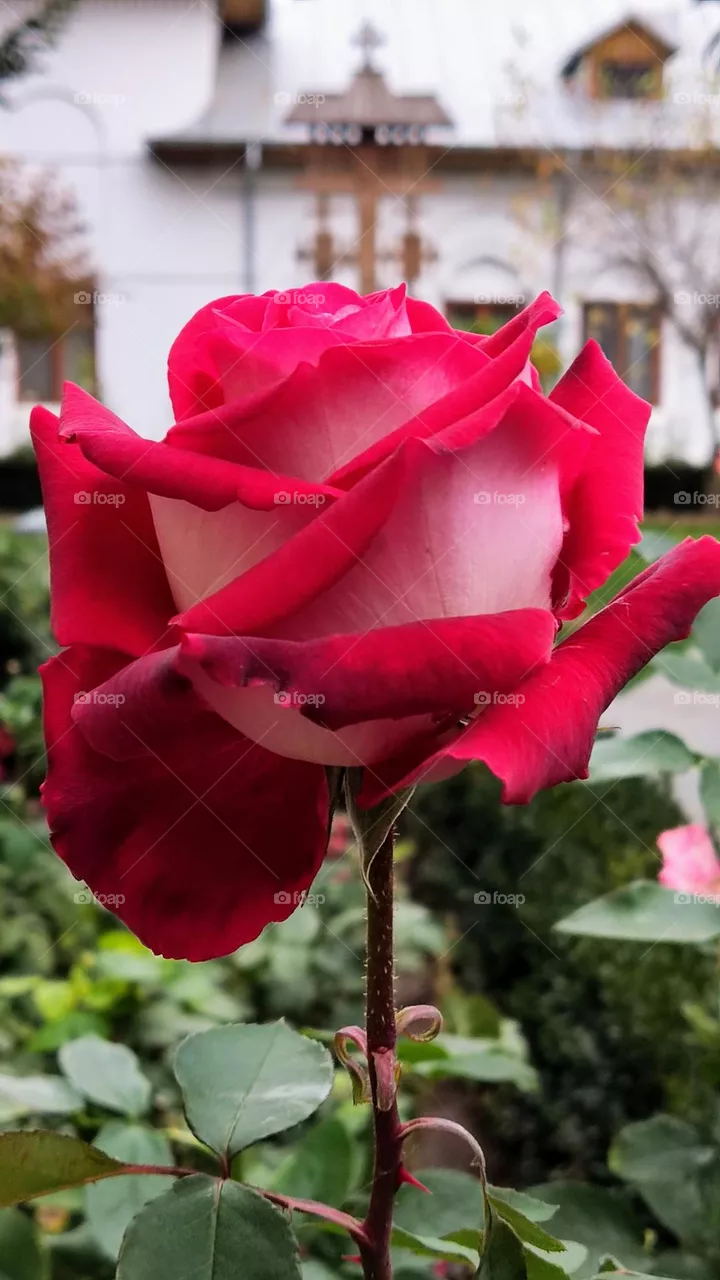 rose