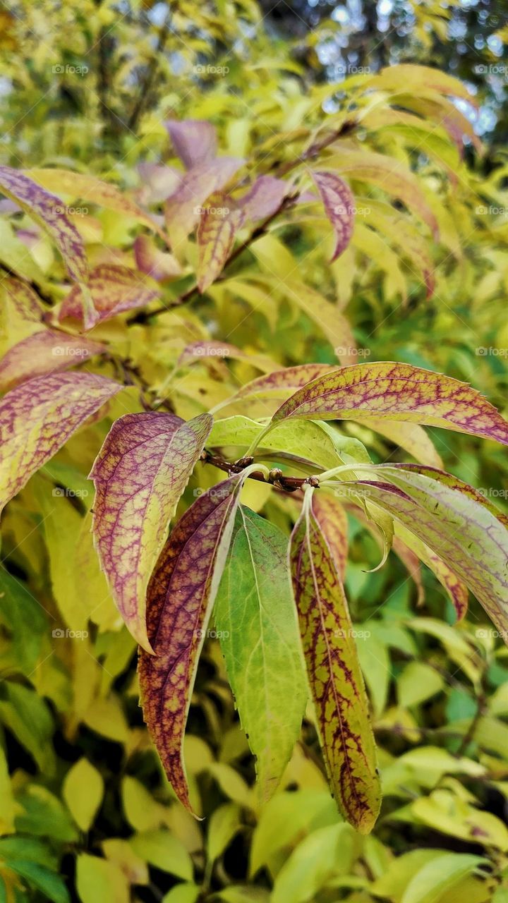 Beautiful autumn leaves