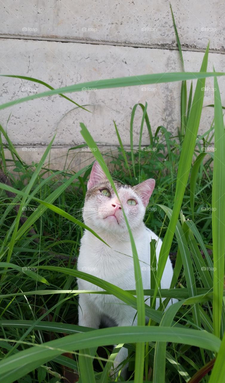A cat in the middle of grass