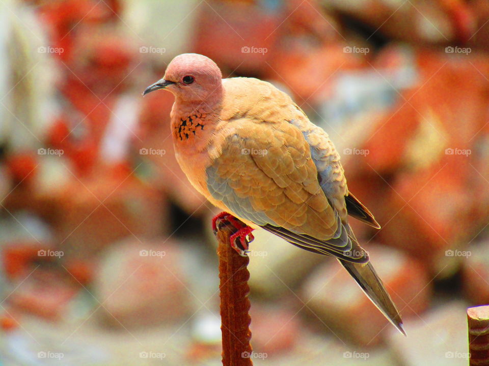 The laughing dove (Spilopelia senegalensis) is a small pigeon that is a resident breeder in Africa, the Middle East and the Indian Subcontinent.