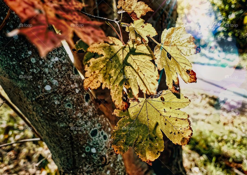 Textures of the autumn!