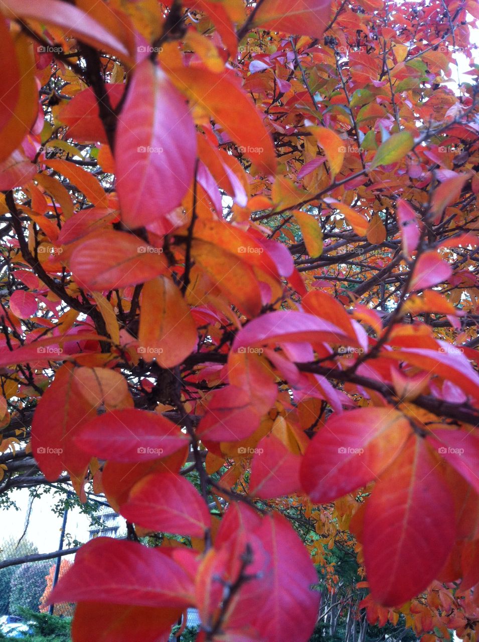 Leaf, Fall, Nature, Bright, Season