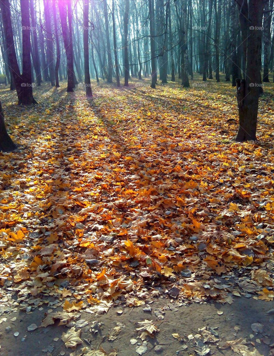 Fall, Leaf, Nature, Season, No Person