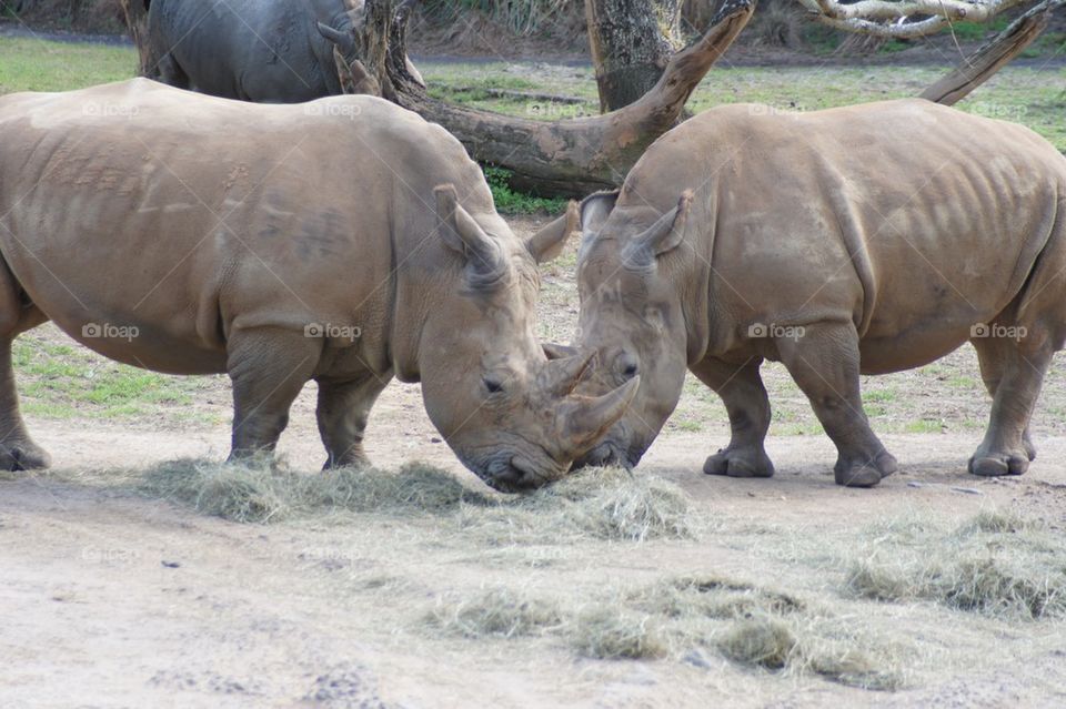 Two rhinos face to face