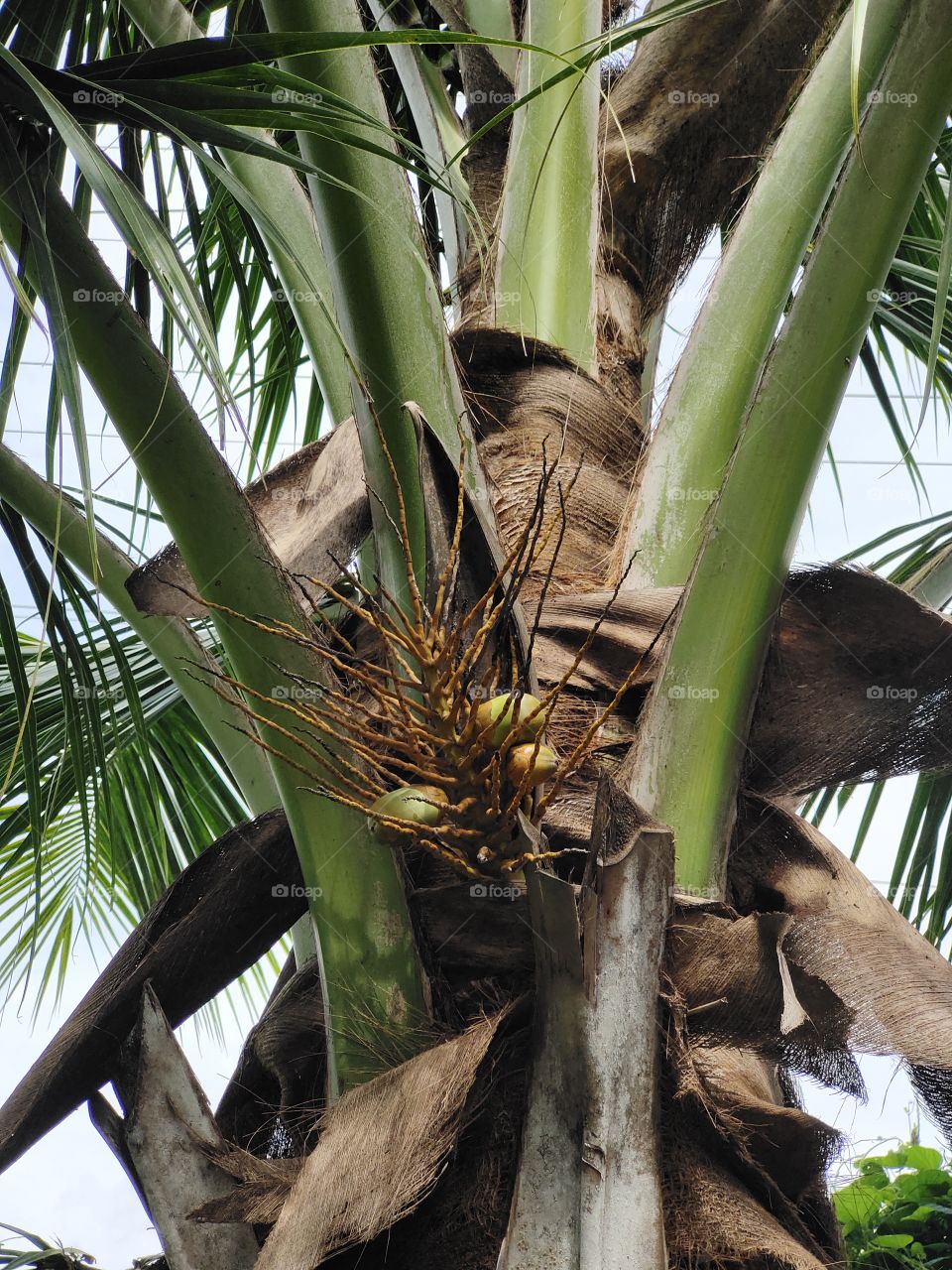 📷👁️👁️
🌴🥥🥥🥥Coconut Fruits Bunches
Awesome Scene
Amazing Height