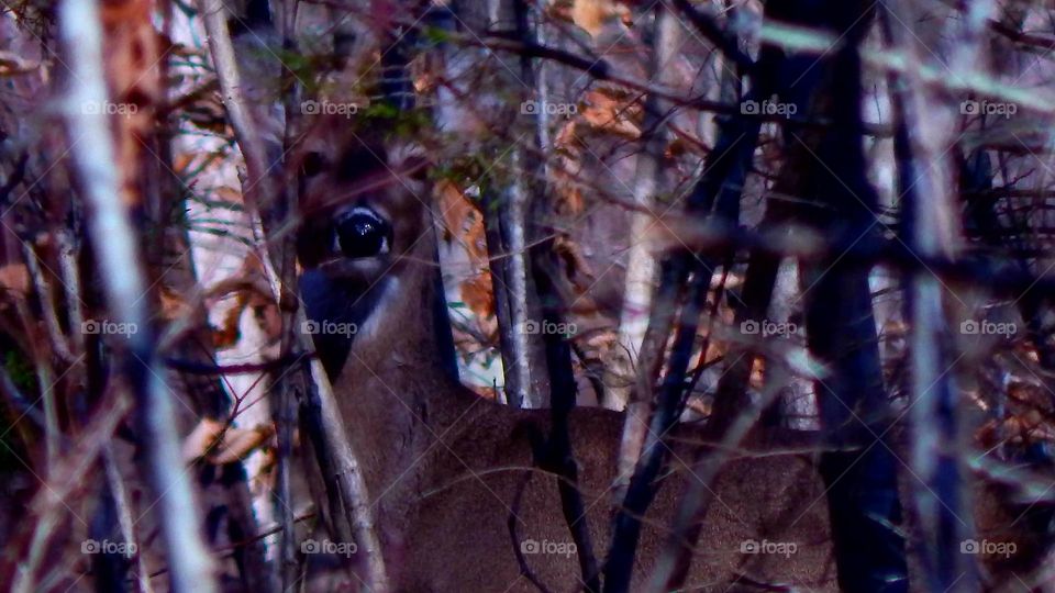 deer blending into fall forest