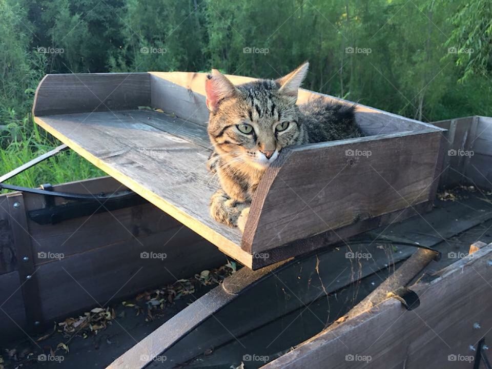 Lonesome Farm Cat On Wagon Seat 