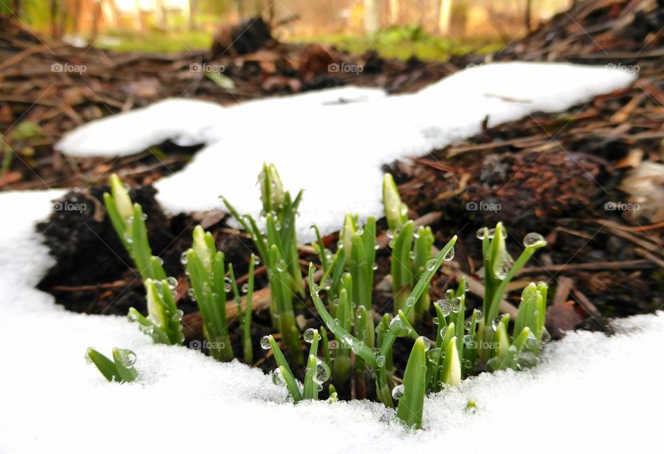 Snowdrops looking up in the snow in spring 