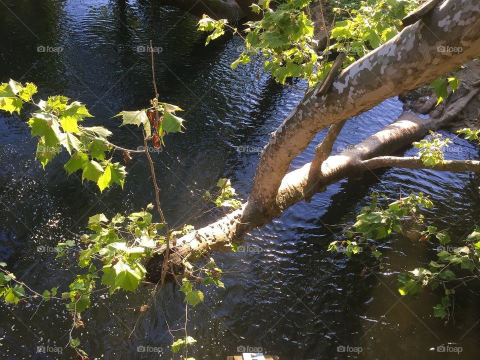 Tree in the creek