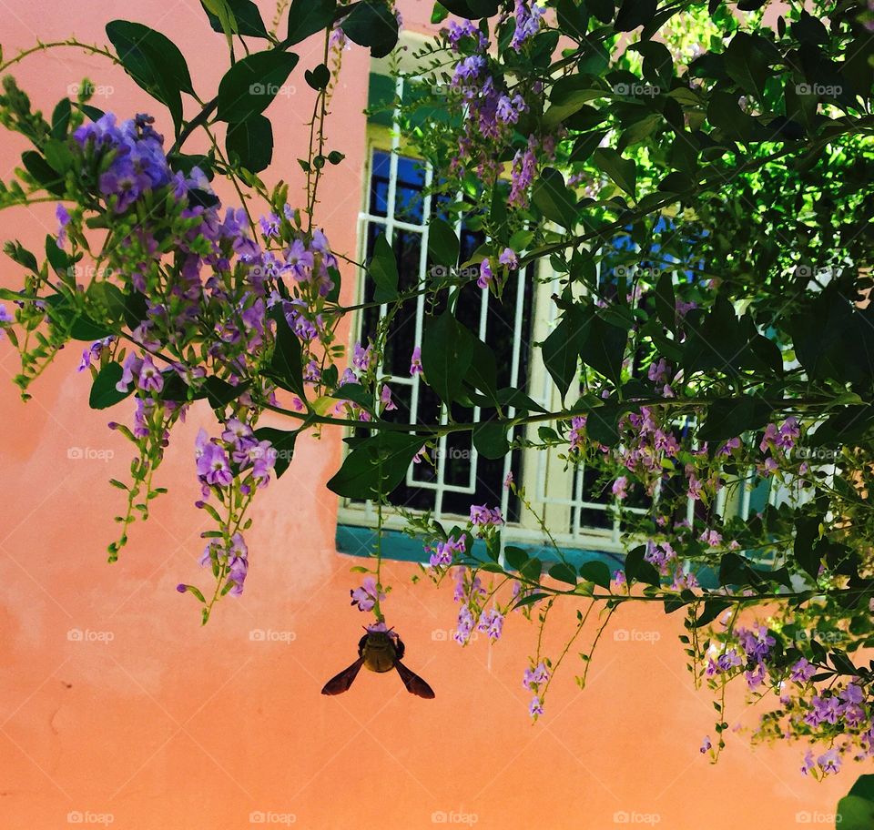 Beautiful insect on flower 