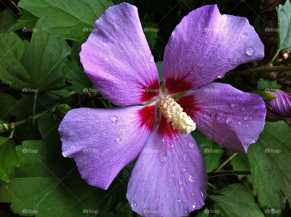 flower purple korea by asa1212