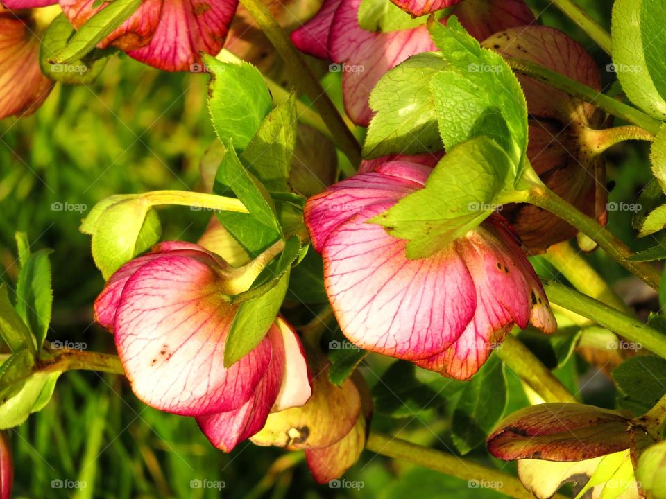 hellebore