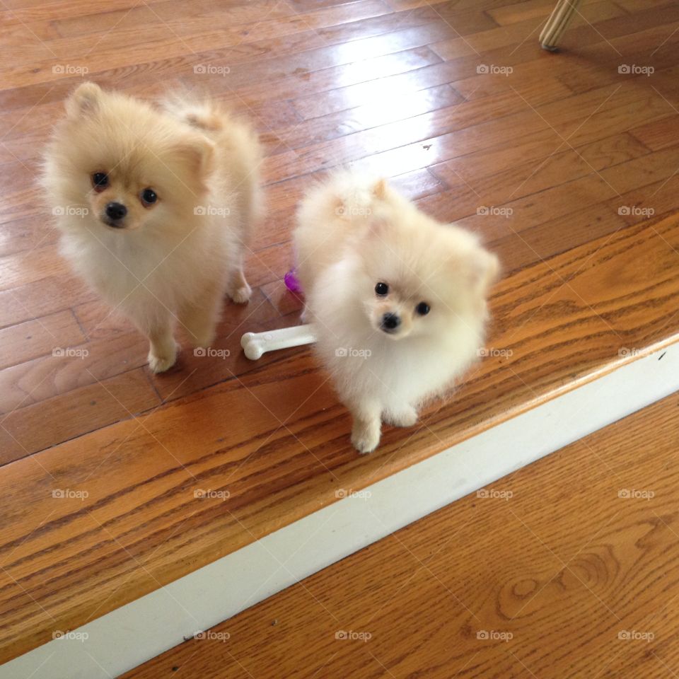 Pom pups