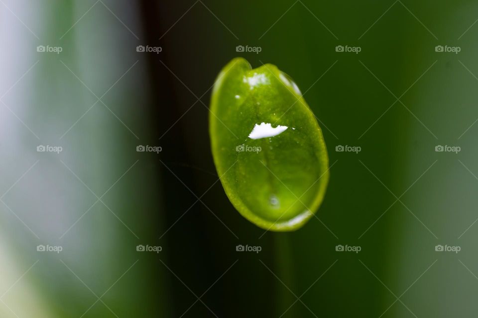 Rain water collected in a very tiny leaf.