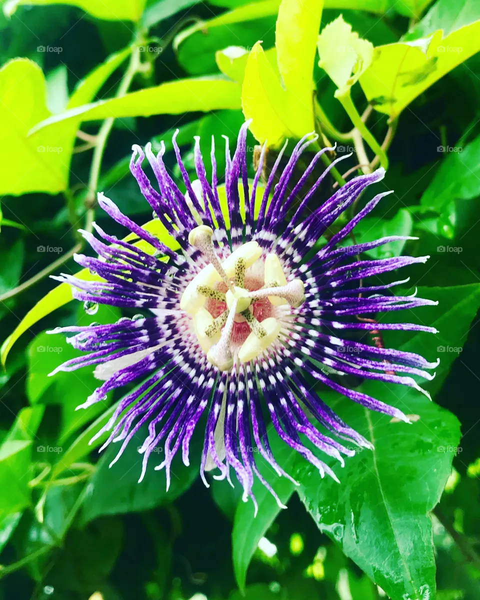 Indian Flowers 