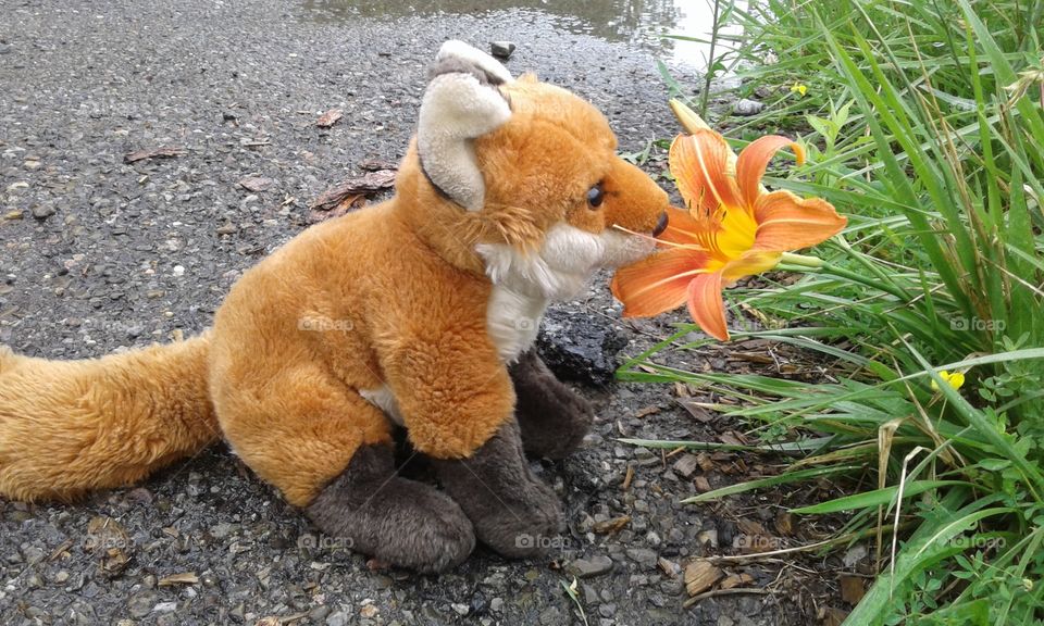 Buddy is enjoying this pretty tiger lily
