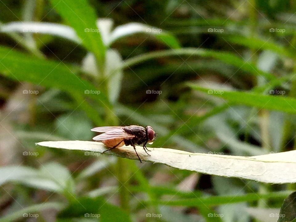 fly Insects