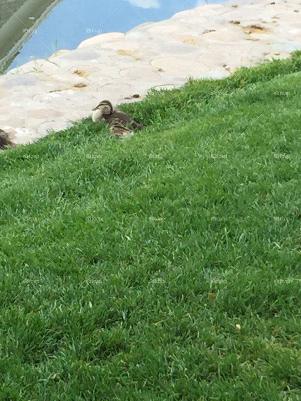 Ducklings. @chelseamerkleyphotos Copyright © CM Photography May 2019.