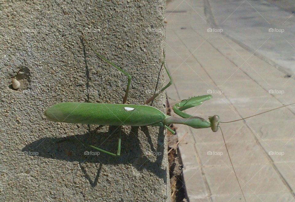 Mantis religiosa