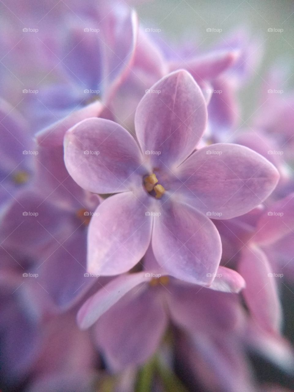 Lilac flower with five petals