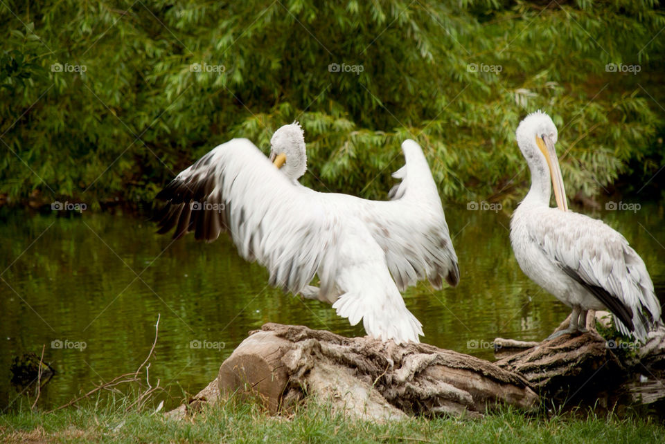 water animal bird zoo by jbdc