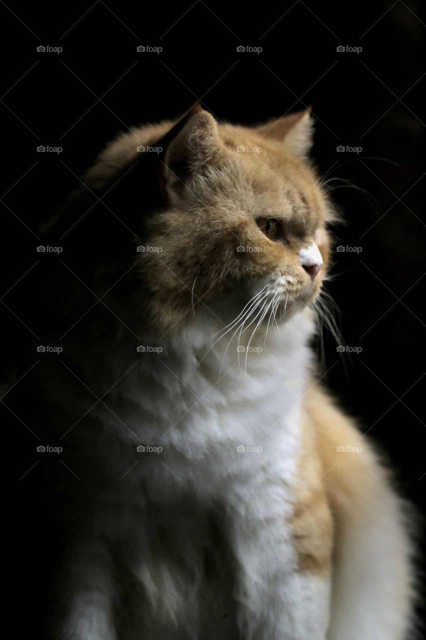 Cat with windows lighting.