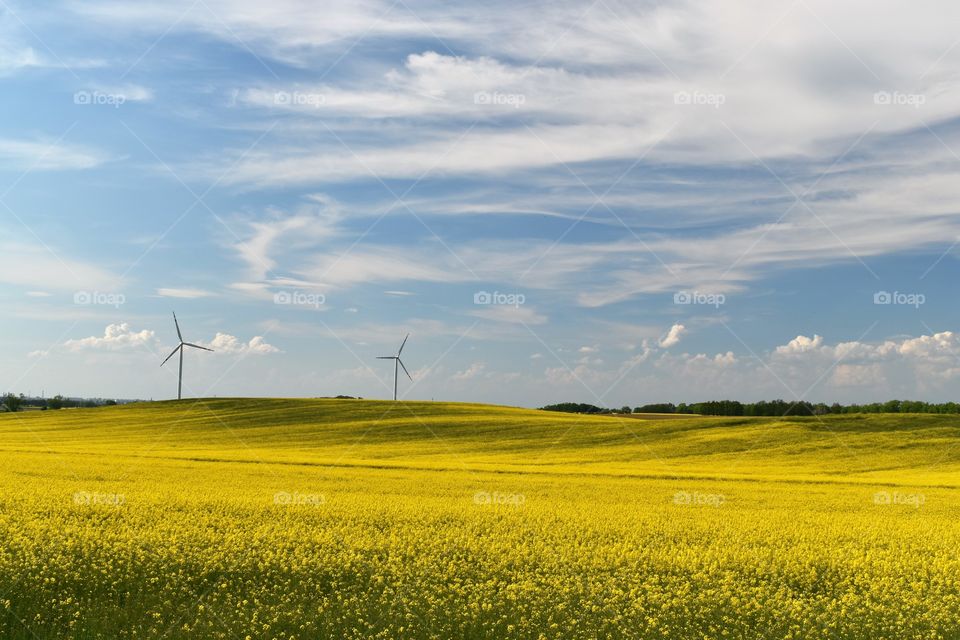 Wind power plant in a field of blooming yellow rape on a background of blue sky and white clouds