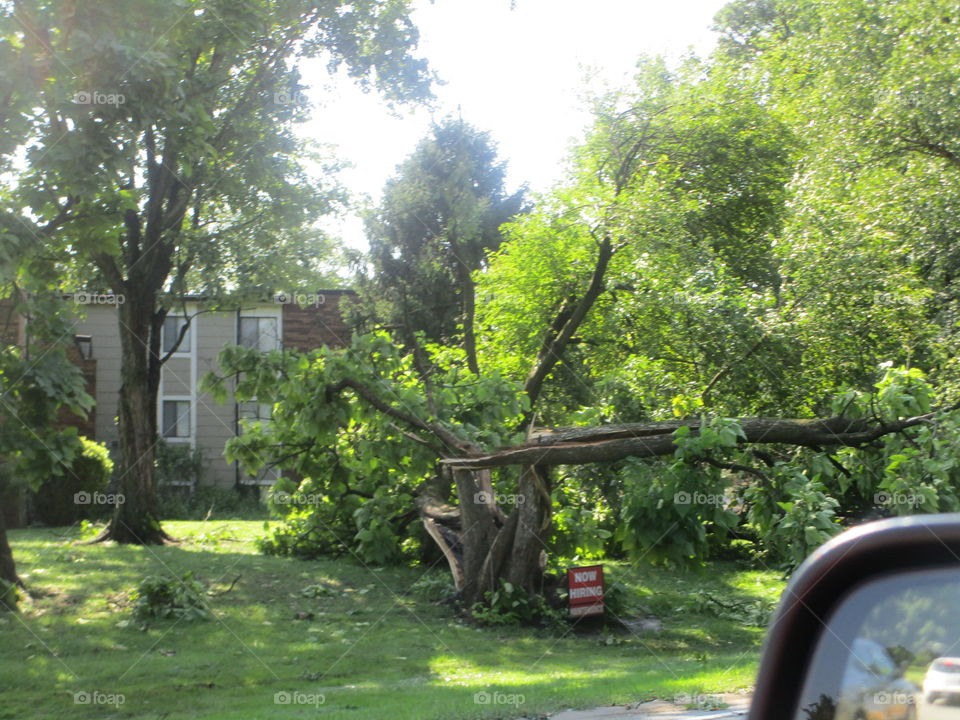 Split tree, aftermath of bad storms.