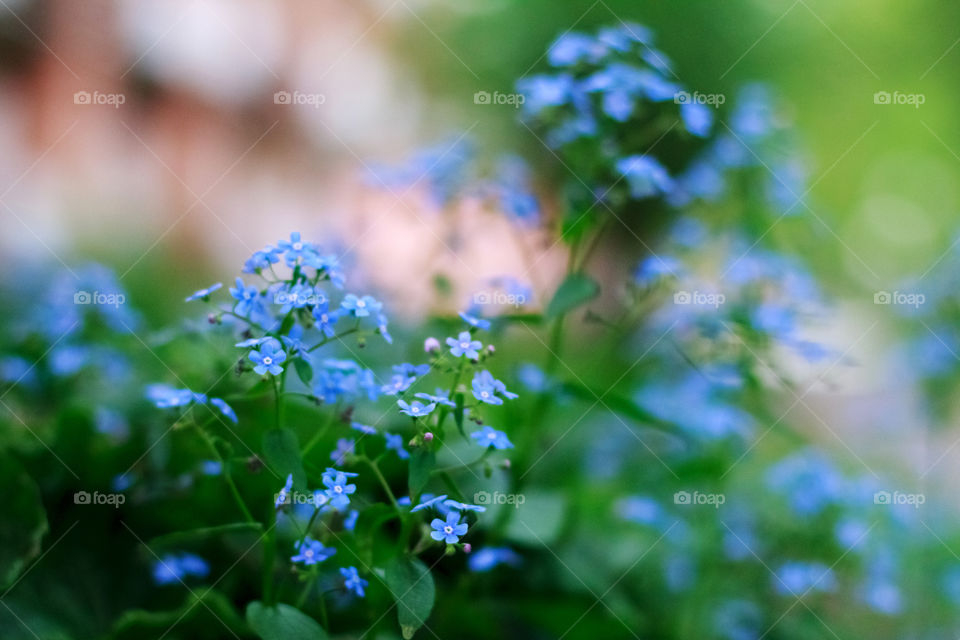 Forget-me-not flowers