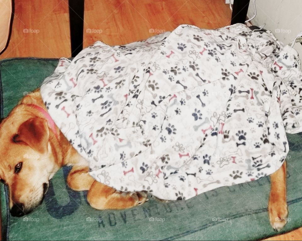 Super cute pampered pooch napping with his dog blankie, fur babies