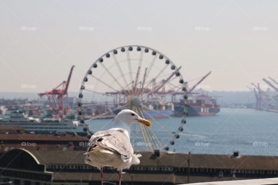 Seagull by Ferris Wheel