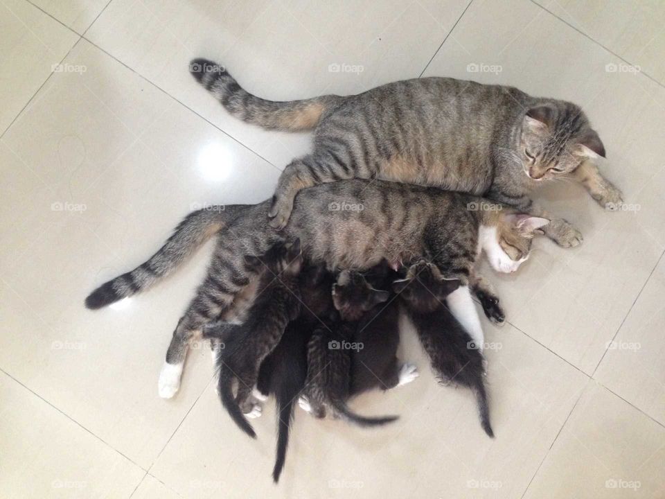 Lovely cat family
