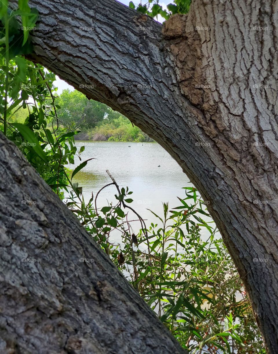 A Glimpse of the Lake