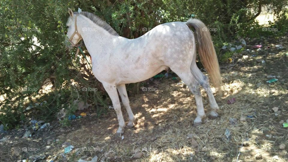 Beautiful white horse.