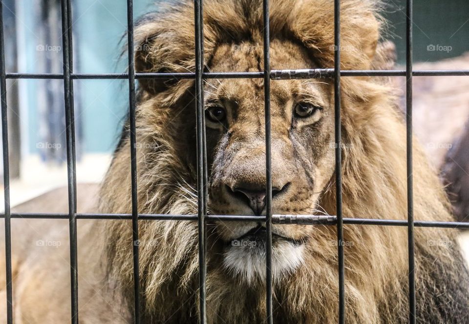 Lion face . Wild animal in a cage