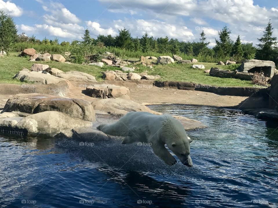 Polar bear in action 