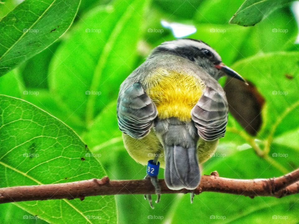 Bird Tagged For Conservation Study
