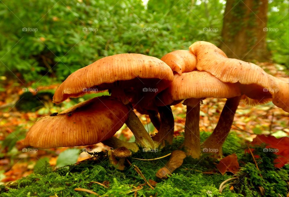 Fungi on  the Forrest floor.