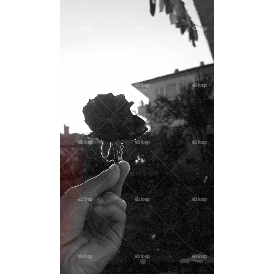 a black rose