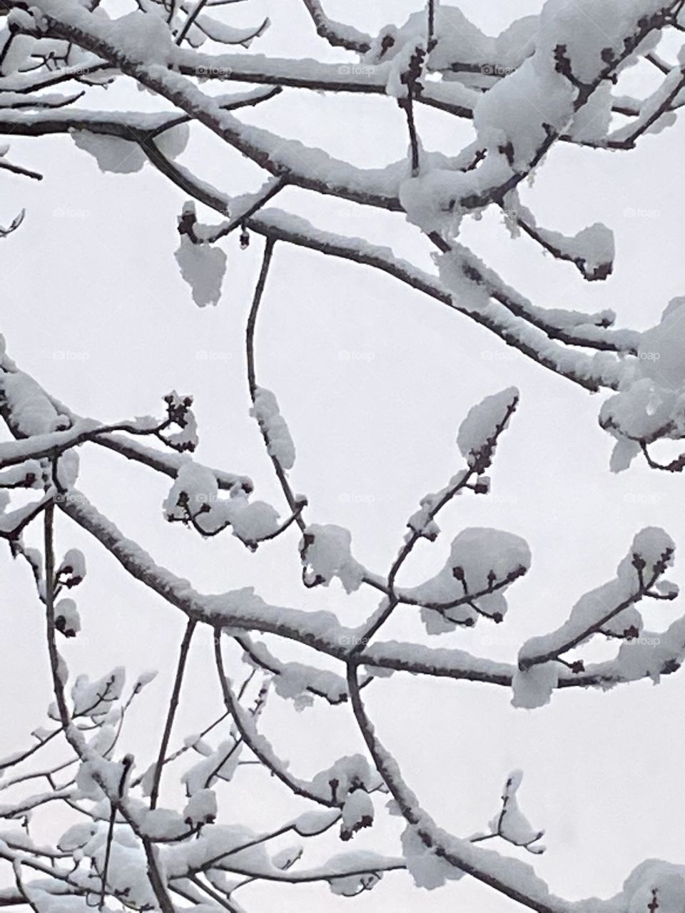 Snow White Branches