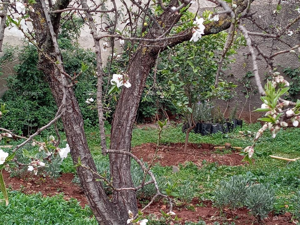 florissant ammand trees