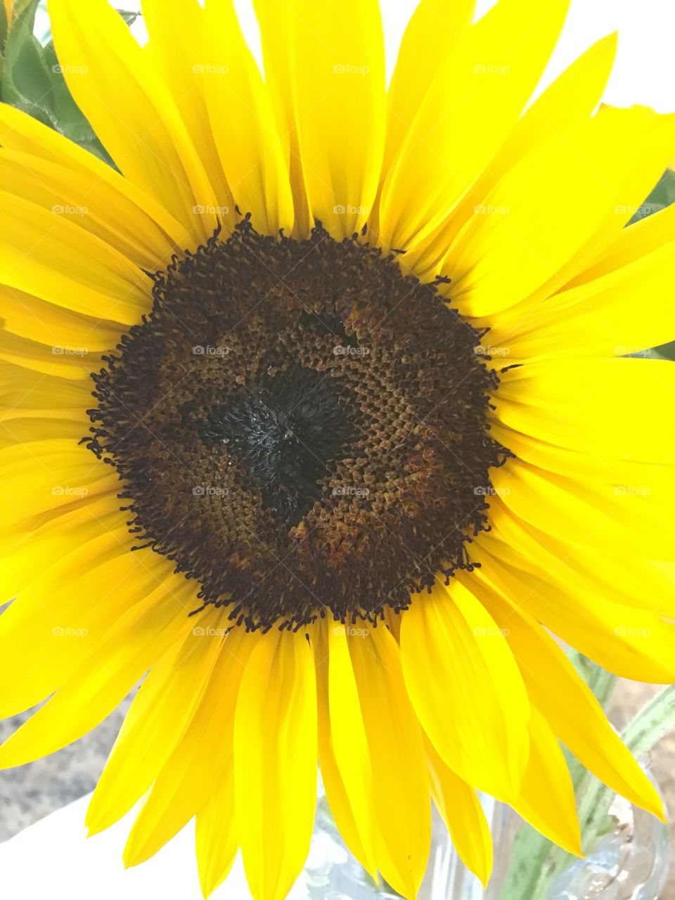 Yellow sunflower 