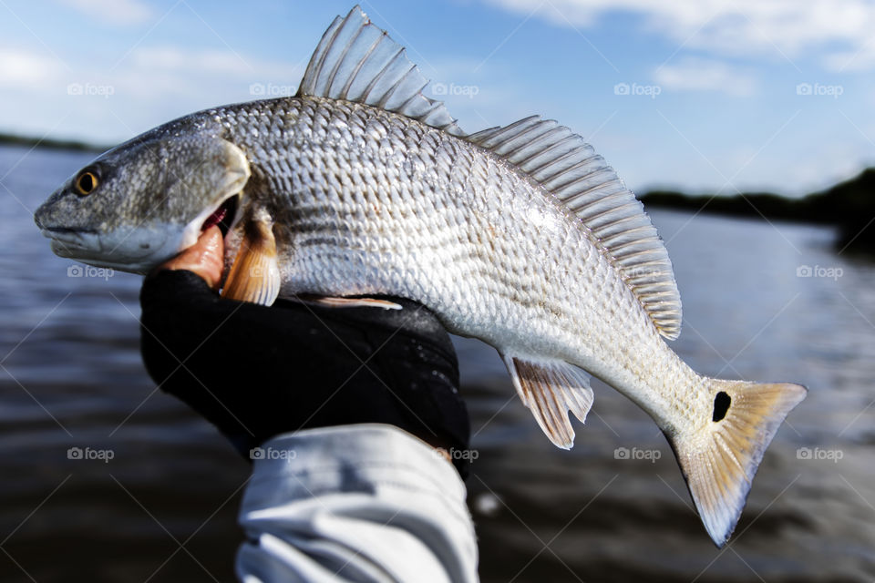Holding A Redfish