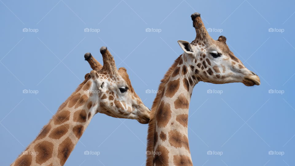 Pair of Giraffes