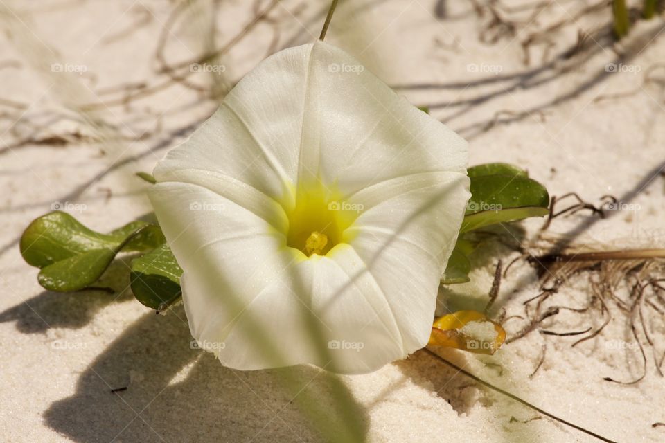 Close-up of a white flower